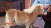 Food Love GIF by Rachael Ray Show