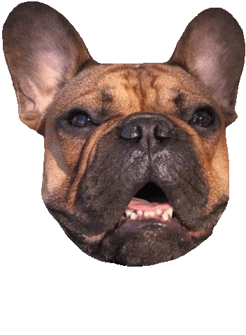 French Bulldog Eating Sticker
