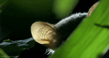 david attenborough life GIF by Head Like an Orange