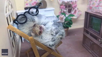 Cheerful Hamster Enjoys Tasty Treat During TV Time