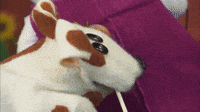 Lolipop