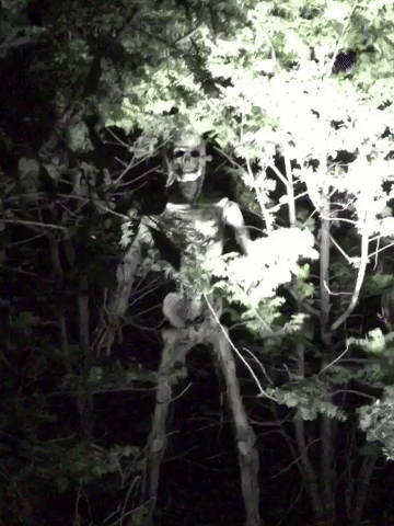 halloween skeleton GIF