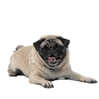 Pug Haha Sticker by Amora Pug Brasil
