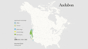 mountain quail GIF by audubon