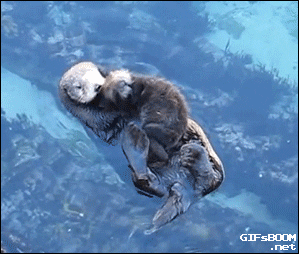 sea otter GIF