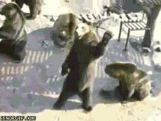 bear hello GIF by Cheezburger