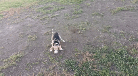 markbarrus  GIF