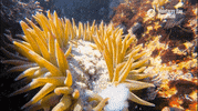 Om Nom Eating GIF by Monterey Bay Aquarium