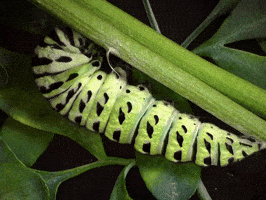 Molting Time Lapse GIF by Ansel Oommen