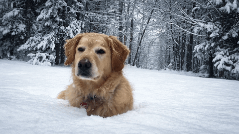 SAANH giphyupload GIF