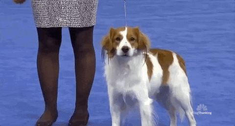 National Dog Show 2018 GIF by NBC
