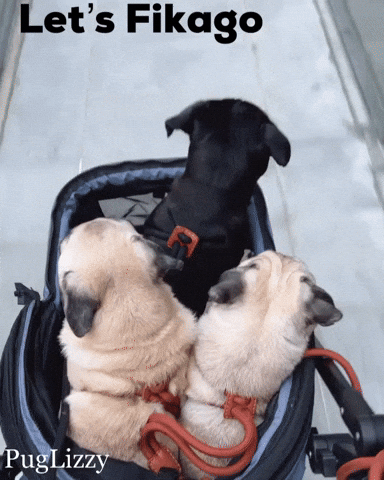 Grumble Pug Life GIF