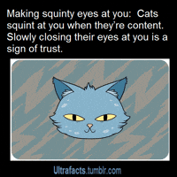 Text gif. A cartoon cat squints and blinks. Text, "Making squinty eyes at you. Cats squint at you when they're content. Slowly closing their eyes at you is a sign of trust."