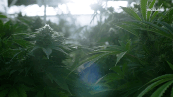 viceland GIF by WEEDIQUETTE