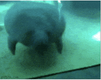 Cry For Help GIF