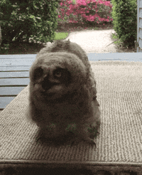 Owl GIF