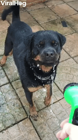 Rottweiler Loves Being Sprayed By Hose GIF by ViralHog