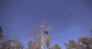 dogkour GIF by Digg