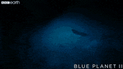 blue planet mexico GIF by BBC Earth