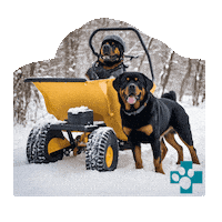 Rottweiler Snowdog Sticker by Europeanpetpharmacy