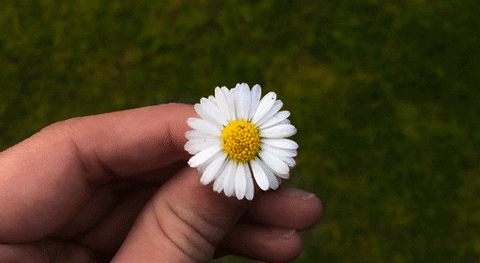 Flower Spring GIF