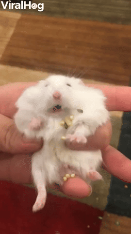 Hamster Cheeks Spill Pockets of Pellets