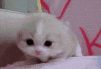 cutie pie GIF