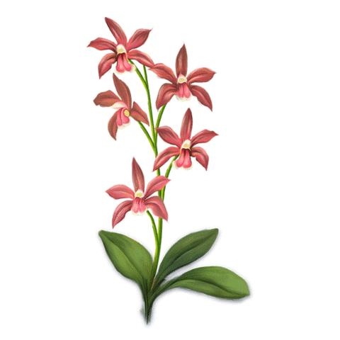 Orchid Sticker by Mandai Wildlife Reserve