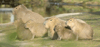 GIF by Planckendael