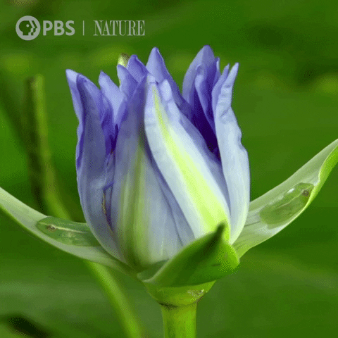 Blooming Pbs Nature GIF by Nature on PBS