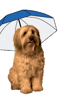 Dog Rain Sticker by Zurich Schweiz