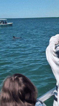 Dolphins Pop Up Near Boats Off Panama City Beach