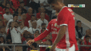 Sl Benfica Slbgifs GIF by Sport Lisboa e Benfica