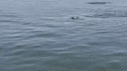 dolphins maryland GIF by WAMU