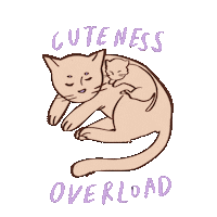 fraisiest cat kitten cuteness cuteness overload Sticker