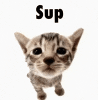 Cat Hello GIF