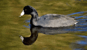 NHMLAC nature black bird duck GIF