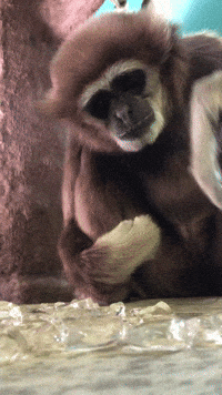 Primate Picking GIF by Valley Zoo Development Society