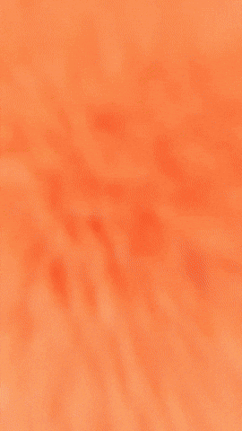 Happy Fox GIF by Youtooz