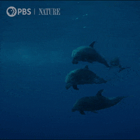 Pbs Nature Swimming GIF by Nature on PBS
