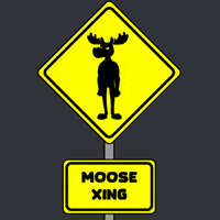 DoYouMoose walk web3 moose crossing GIF
