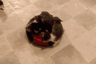 roomba GIF