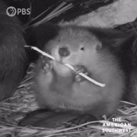 Hungry Nom Nom GIF by PBS