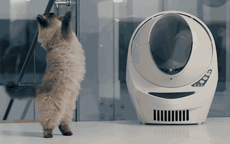 Happy Cat GIF by Litter-Robot