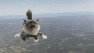 cat lover GIF