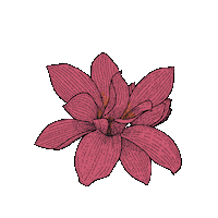 vicreg flower flor tarot fulgor Sticker