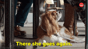 Dogs International Dog Day GIF by BuzzFeed