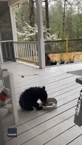 Straggly Bear Cub Spotted Eating Cat Food