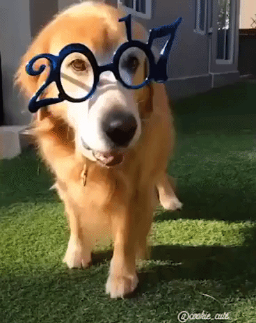 Adorable Pooch Says Goodbye to 2017 and Hello to 2018