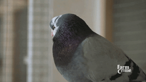 bird pigeon GIF by CBC